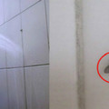 浴室常見飛蟲會傳播致命病毒!!用這四招立即消滅!