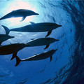 他在海中游泳時一群海豚突然將他們團團圍住，仔細一看才發現「牠們原來是在救人」！