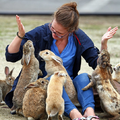 兔控必訪！日本萌到不行的「兔子島」!!來一場療癒之旅吧 !