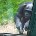 這隻大猩猩隔著玻璃嘗試用各種手語跟遊客交流，發現牠想要做什麼之後大家都沉默了！