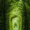 最美烏克蘭「愛情隧道」: 樹藤環繞如同仙境般