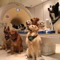 匈牙利科學家在給狗狗做核磁共振時，偶然發現驚人的事實 !