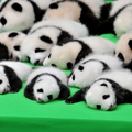 23隻萌爆熊貓集體出動，其中一隻「想逃跑」卻「倒栽蔥」，激萌傻樣讓大家是又好氣又好笑！