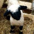 奇特綿羊品種 你見過嗎？與普通綿羊不同，黑鼻羊的臉一團漆黑~
