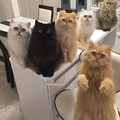 日本網友養了12隻波斯貓成為『全職鏟屎官』，貓奴們看到她的照片都羨慕不已！