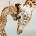 動物攝影作品分享：誰說動物不懂親情？