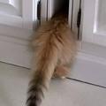 有一隻愛躲貓貓的貓是個什麼感受 ? 最近在荷蘭網站走紅了一隻貓咪，它叫Lucky !