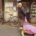 日本老人天天帶著烏龜散步，網友贊其耐心實在太好！