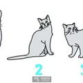 只要搞懂這15個貓咪的肢體語言，你就能與高傲的貓咪成為好朋友 !