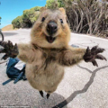 求抱抱 ! 澳洲短尾矮袋鼠跳相機前甜笑擺姿勢 !
