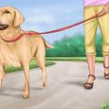 如何有效的訓練你家狗狗到固定地方大小便？