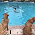 主人在泳池喊救命 岸上狗狗們的反應 讓人覺得養狗狗太值啦！