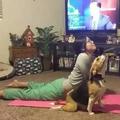 自從狗狗學會瑜伽，朋友圈引發一陣嫉妒！