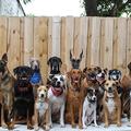 神器攝影師 同時讓33隻狗看鏡頭拍照