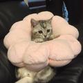 貓咪鑽進兒時最喜歡玩的抱枕，可它卻忘了自己體積變了，結果~