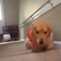 家裡的狗狗連爬樓梯都不會，每次上下樓屁股都會疼...