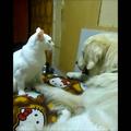貓咪幫金毛梳毛演戲給主人看，金毛拒絕後遭貓咪暴打，只好乖乖配合！