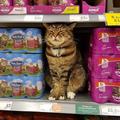 英國超市貓店長因病回喵星去了！粉絲們鑄了一座雕像永遠懷念它！