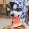 小狗狗戴上頭巾化身村姑，吃西瓜的樣子那叫一個撩人