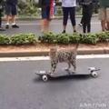 貓咪引來無數路人圍觀，豹貓：鄉巴佬沒見過劃滑板的貓嗎？