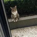 陌生貓咪每天門口守候，後來終於明白了……