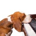狗狗最喜歡什麼音樂？音樂的各種神奇效果