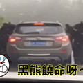 攔路搶劫！4黑熊圍堵遊客車要食物！