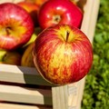 發揮最大作用 蘋果什麼時候吃最好？