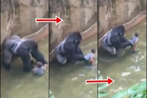 目擊者公布最新影片！大猩猩被射殺前「手的動作」竟...