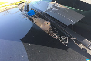 這隻和平鴿媽媽跑到警車上築巢產蛋，當警察巡視時發現之後他們馬上決定這樣做！