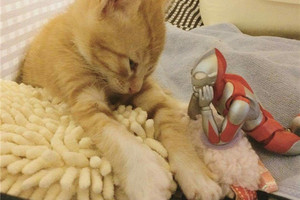 這隻小貓從被撿回家一直由超人力霸王守護著，「鹹蛋超人和宇宙萌貓」秀恩愛的畫面才是最閃啊！