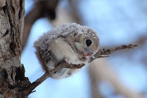 這種被稱為「世界最可愛生物」的雪地飛鼠，超萌的飛行模樣會讓你不顧一切移民到北海道！