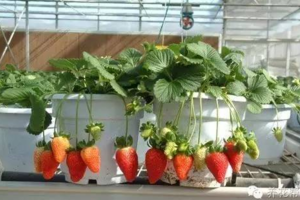 教你如何盆栽草莓 好吃又健康 再也不用去買草莓啦~