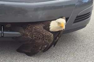 美國國鳥」被卡在保險桿中超尷尬