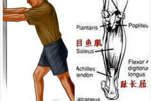 跑步後各肌群的伸展方法及肌群強化活動