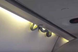 飛機上有蛇！墨航驚見超長大蛇弔掛座位上方！