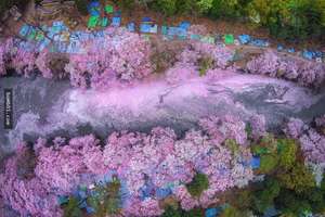 他用無人機拍攝的櫻花季照片一開始略顯無趣，但是幾分鐘後拍到的照片竟夢幻得讓人直盯着螢幕！