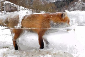 狐狸掉進河裡 結果凍成了「冰雕」