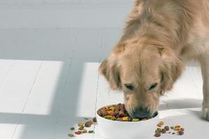 警惕！六種狗狗絕對不能吃的東西，你都知道嗎？