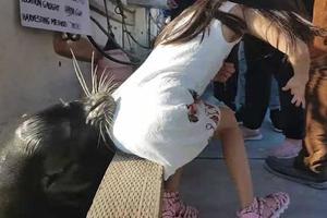 華裔小女孩被海獅拖下水 港口官員譴責餵食行為