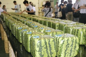 遊客在日本花上萬元買方形西瓜圖新鮮 然而結果卻讓他大失所望！