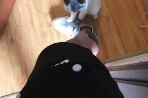 外賣小哥被客戶家貓堵在了門口，網友：可能你沒有給它帶小魚乾吧！腳上有鹹魚味 ！