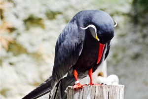 「我錯了」：一組在柏林動物園的鳥兒趣拍