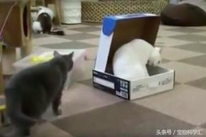 白貓坐在盒子玩耍，黑貓走過去直接坐了下來，讓人笑噴！