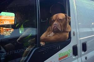 狗狗超愜意的靠在車窗上，網友卻說這狗開車超速被罰!?