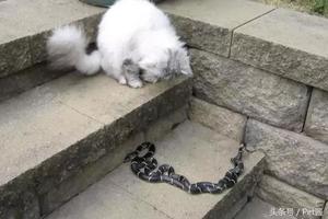 貓咪圍觀毒蛇打架不嫌事兒大，動物都喜歡看熱鬧？