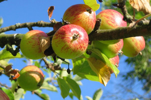 蘋果皮有效防癌 這樣洗最安全