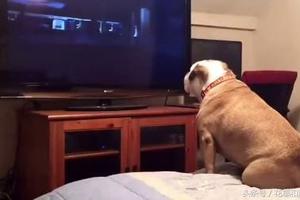 狗狗愛看恐怖片，它好像還真看懂了，看到精彩部分還會這樣