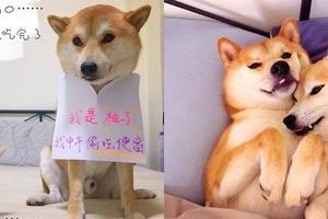 兩隻柴犬爭床位 完全無視床的主人就在旁邊