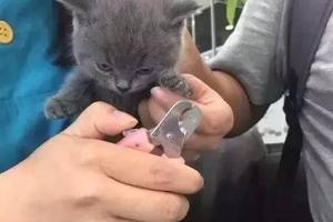 網友給自家貓咪剪指甲，小貓咪露出這副表情，好兇哦！